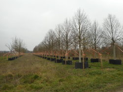 PEPINIERES DE MAULDE