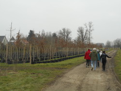 PEPINIERES DE MAULDE